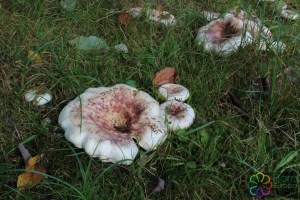 Lactarius controversus (6) (1200 x 800).jpg_product_product_product